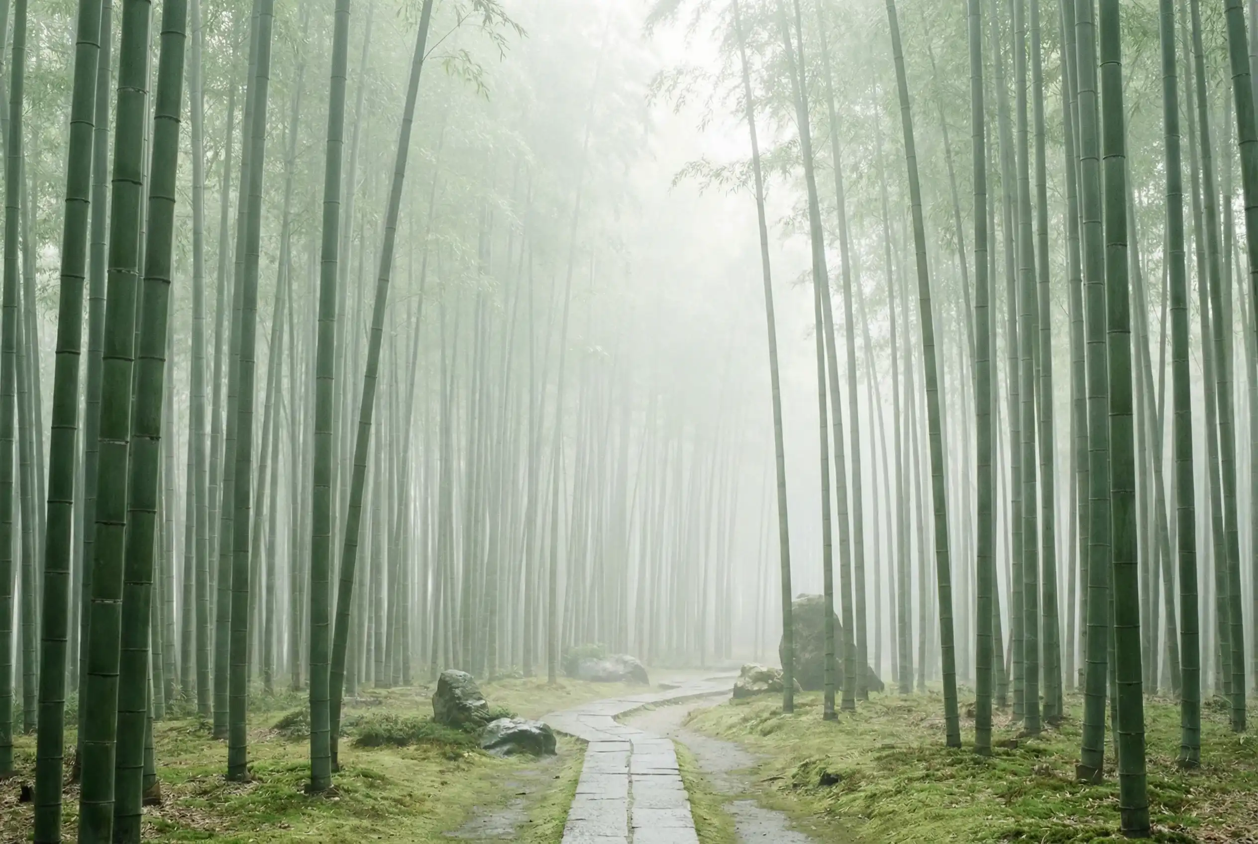 天空彩 自然恩赐计划竹林背景
